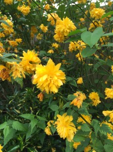 20150427_151334723_iOS