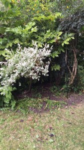 20150609_113606000_iOS