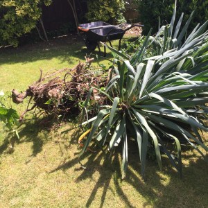 20150627_113215241_iOS