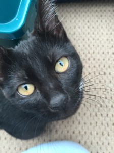 20150913_142730276_iOS