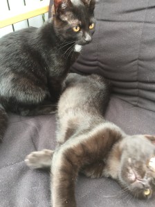 20150913_142813084_iOS