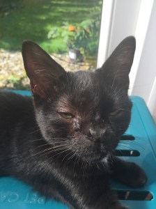 20150918_124625774_iOS