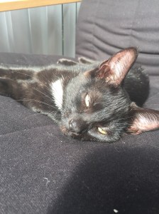 20150918_124655824_iOS