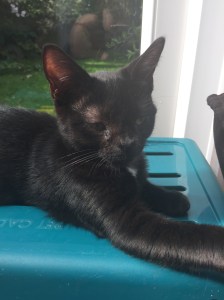 20150918_124701061_iOS