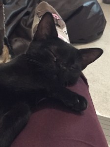 20150922_211651021_iOS