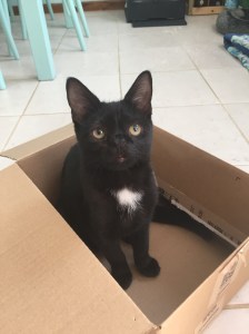 20150928_135326007_iOS