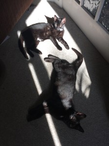 20151009_111332634_iOS