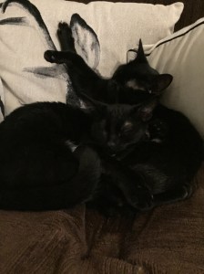 20151016_171600022_iOS